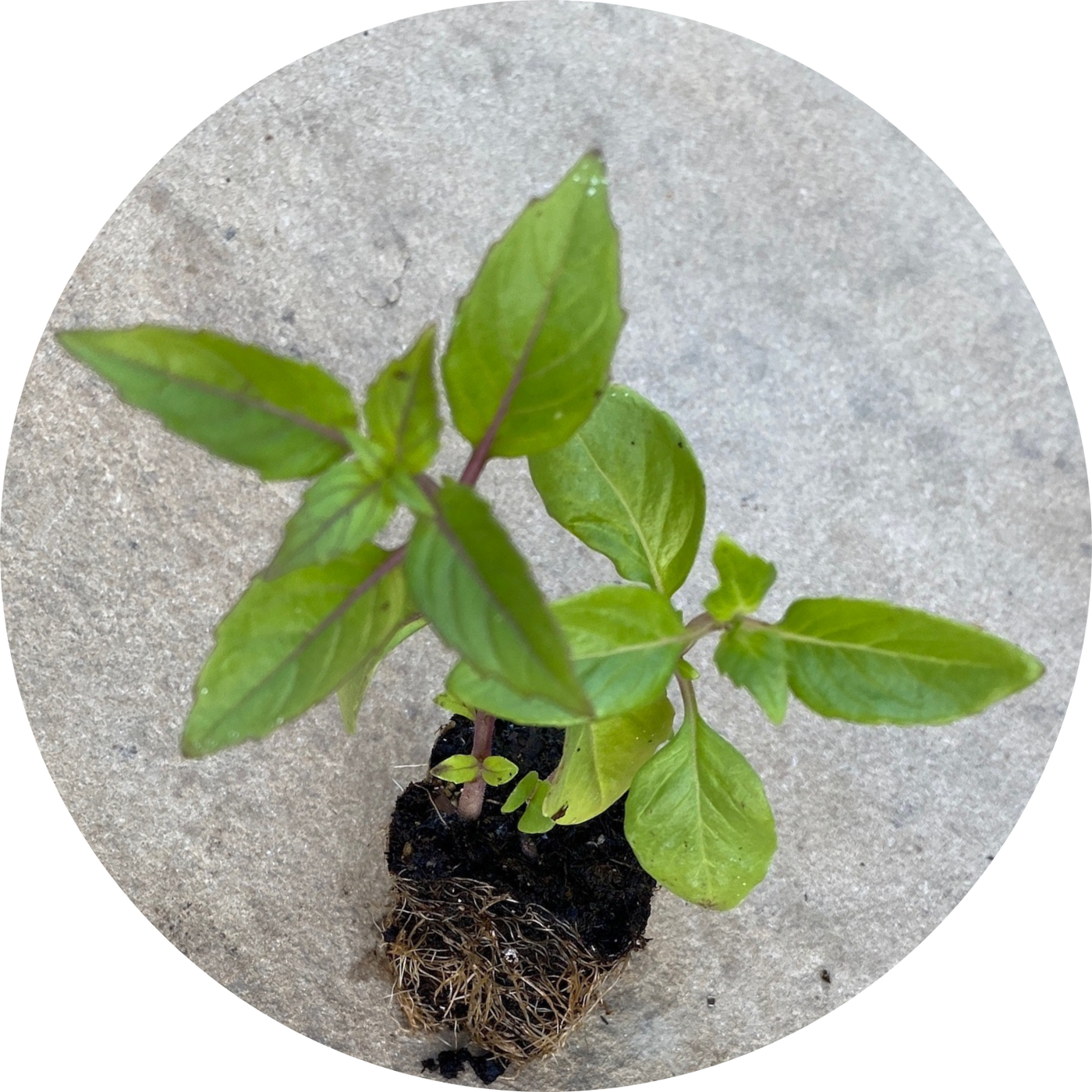 Cinnamon Basil
