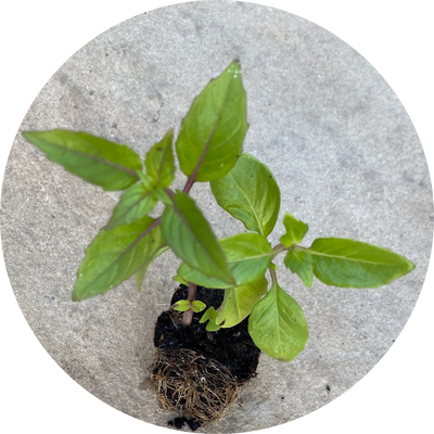 Cinnamon Basil