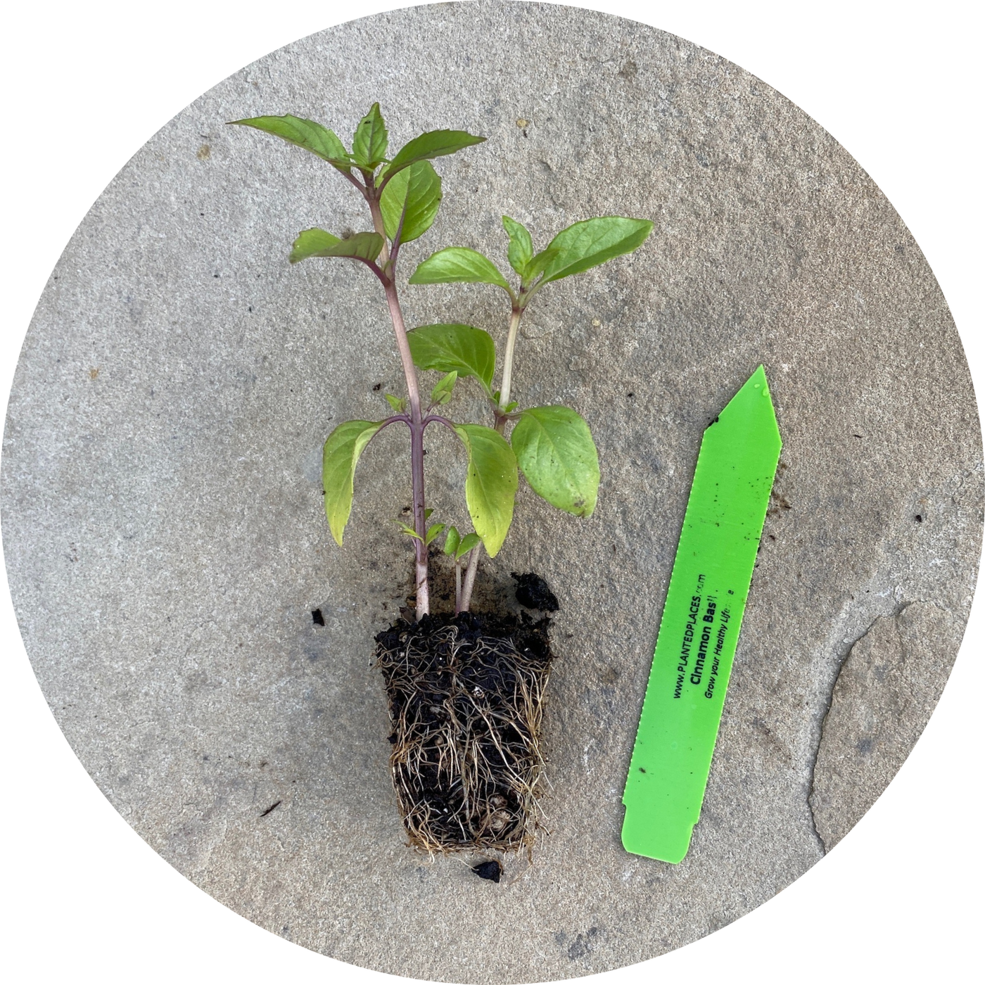Cinnamon Basil