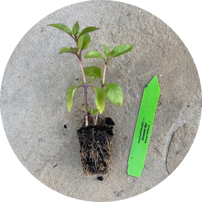 Cinnamon Basil