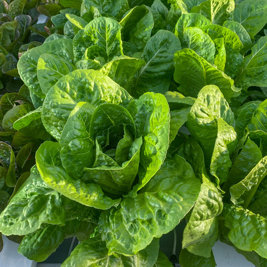 Coastal Star Romaine