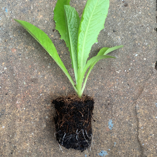 Coastal Star Romaine