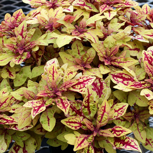 Marrakesh Coleus
