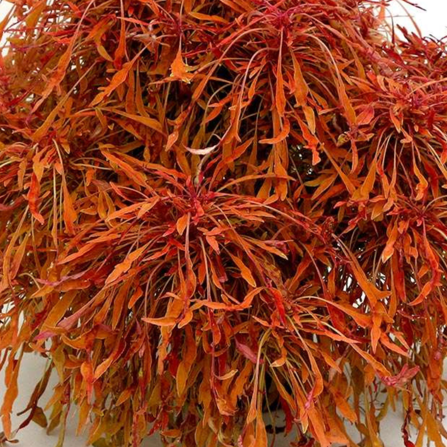 Monkey Puzzle Coleus