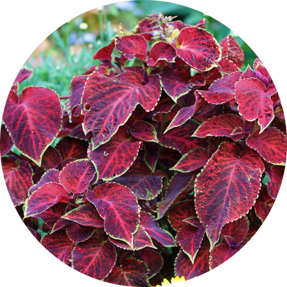 Coleus "Red Hues"