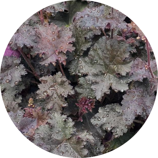 Black Night Heuchera