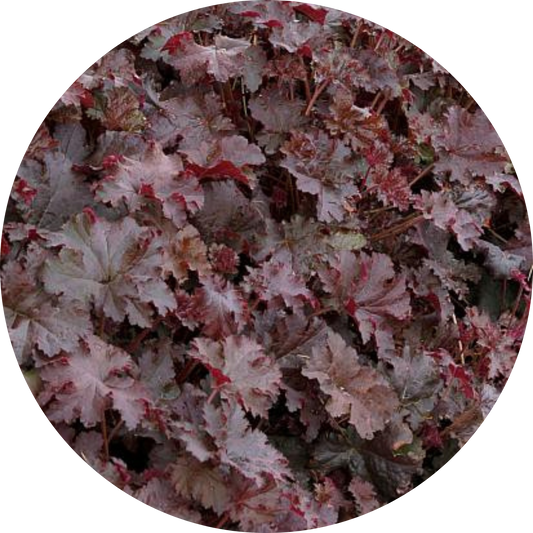 Chocolate Ruffles Heuchera