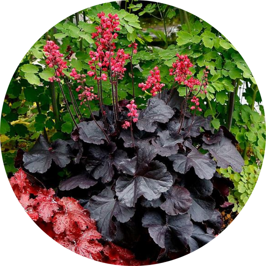 Black Forest Cake Heuchera