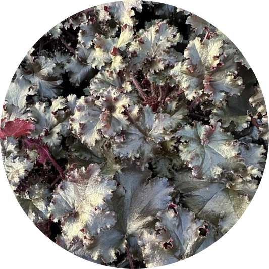 Black Taffeta Heuchera