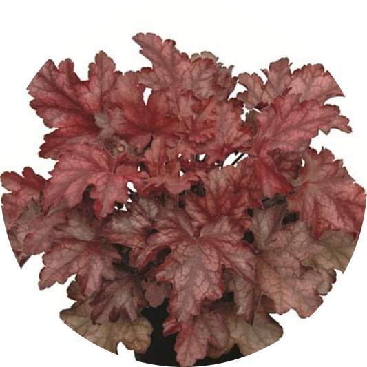 Chateau Rouge Heuchera