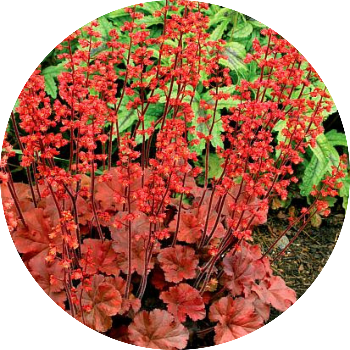 Cherry Cola Heuchera