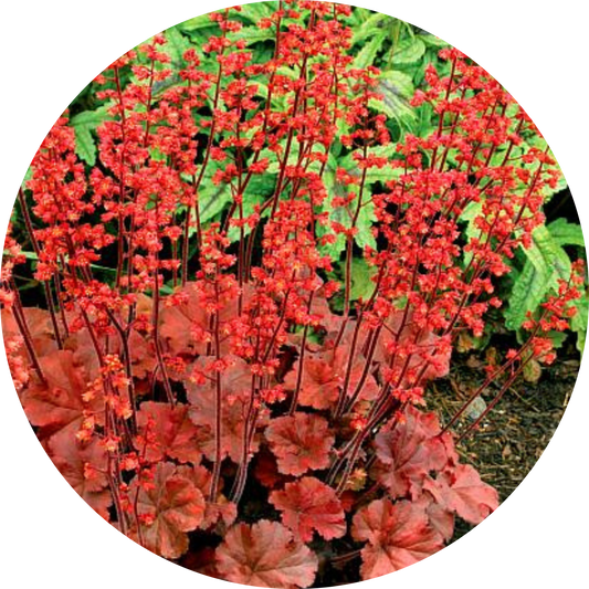 Cherry Cola Heuchera