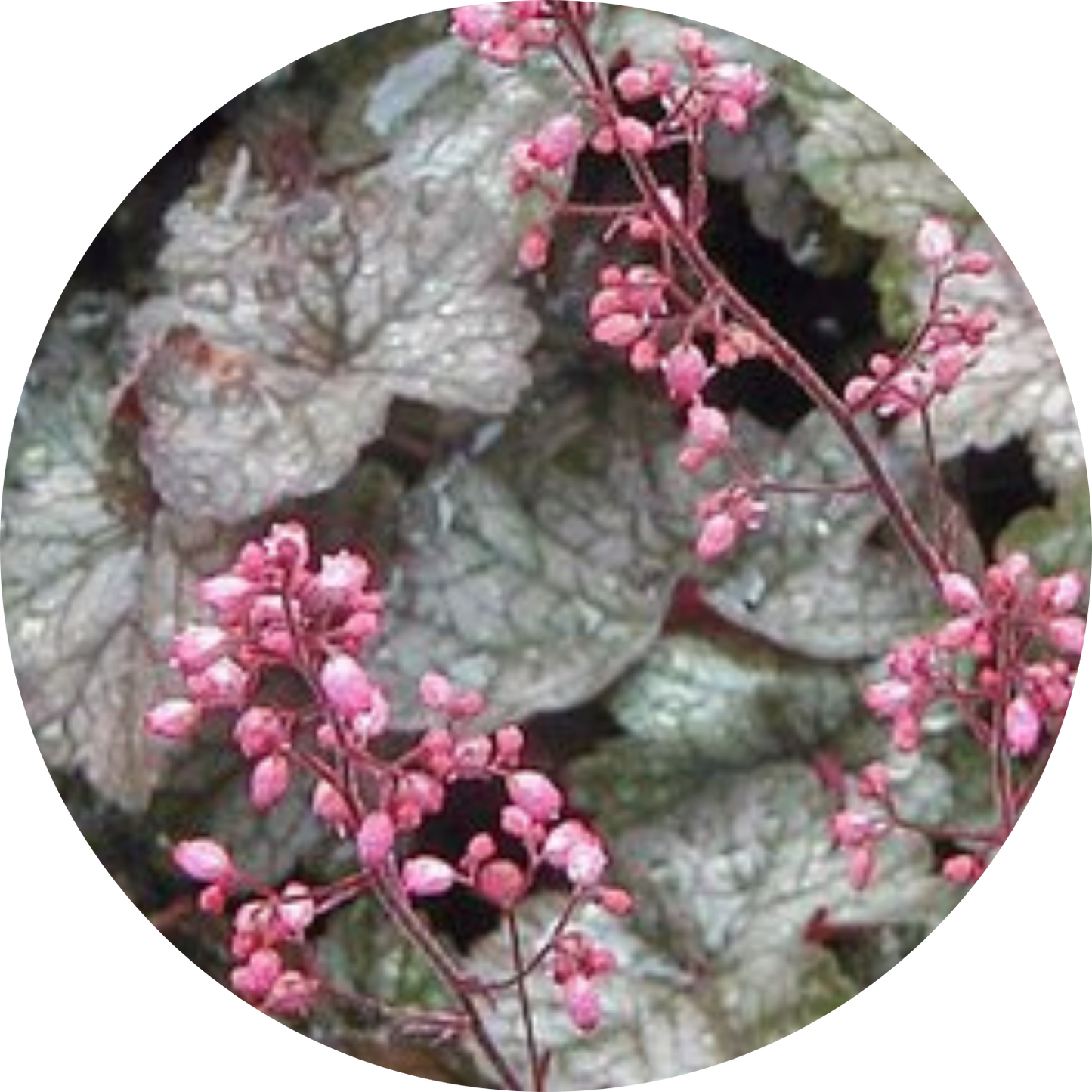 Martha Roderick Heuchera