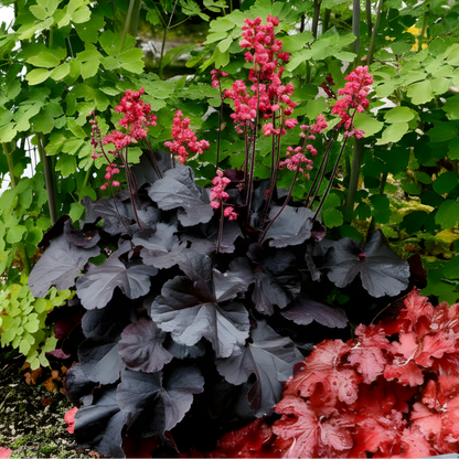 Gothic Monthly Floral Box