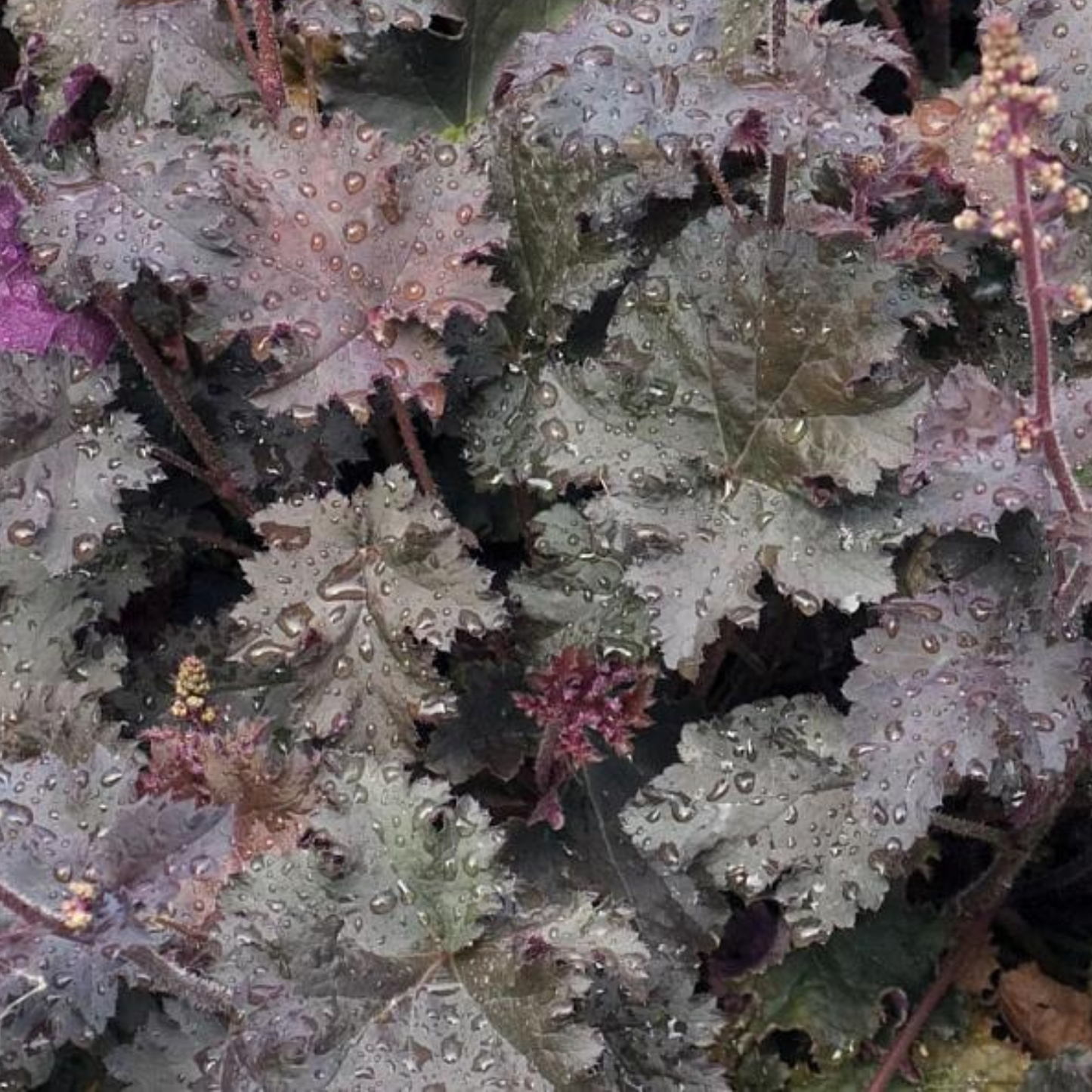 Black Knight Heuchera