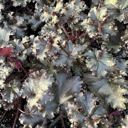 Black Taffeta Heuchera