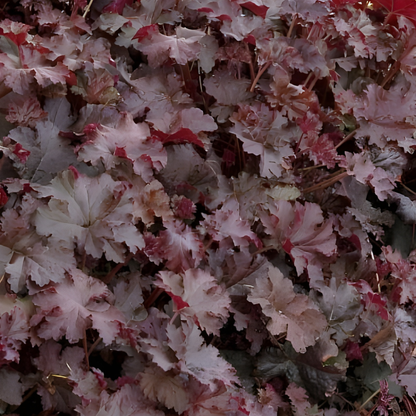 Chocolate Ruffles Heuchera