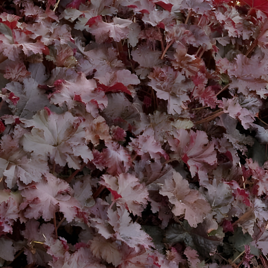 Chocolate Ruffles Heuchera