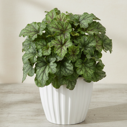 Emerald Queen Heuchera
