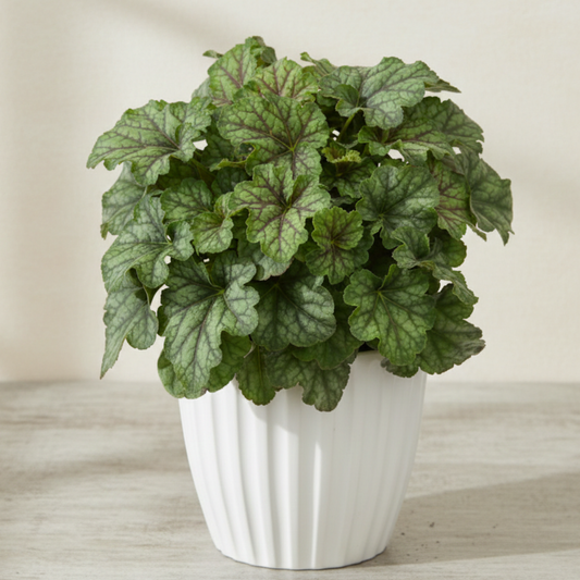 Emerald Queen Heuchera