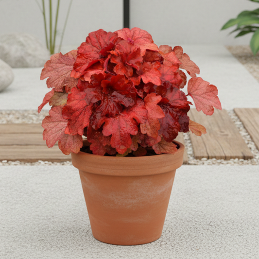 Fire Alarm Heuchera