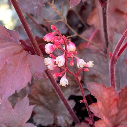 Fire Chief Heuchera