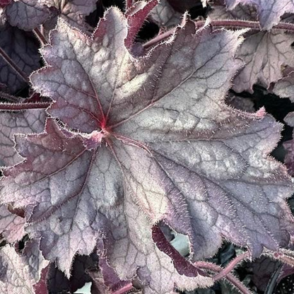 Grande Amethyst Heuchera