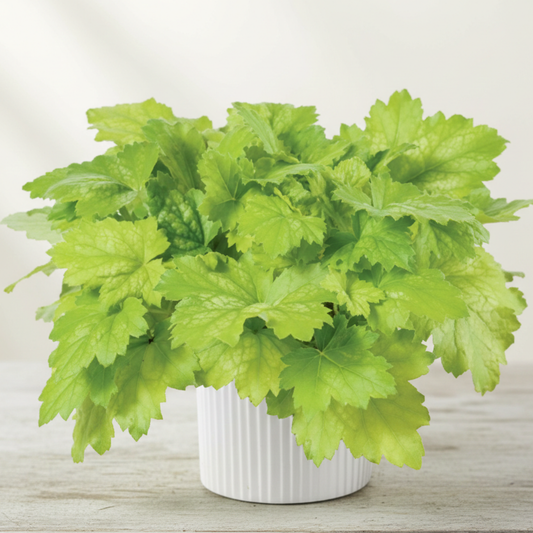 Kira Green Tea Heuchera