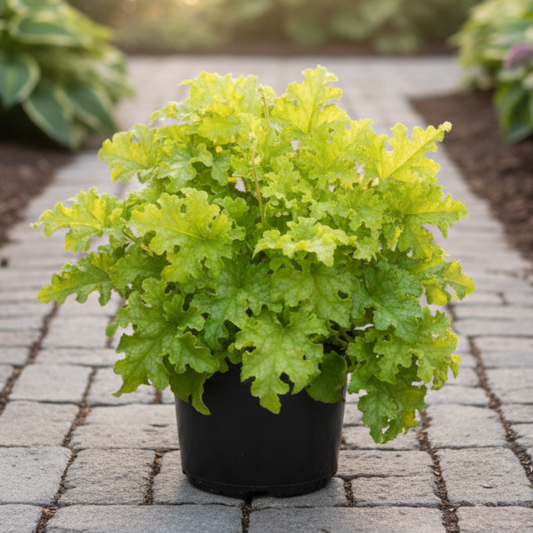 Lime Ruffles Heuchera