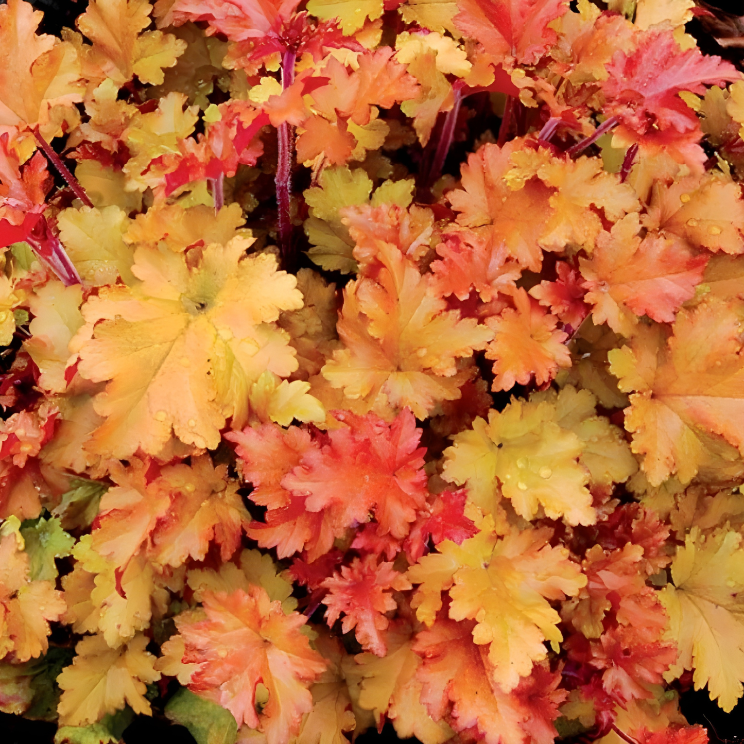 Marmalade Heuchera