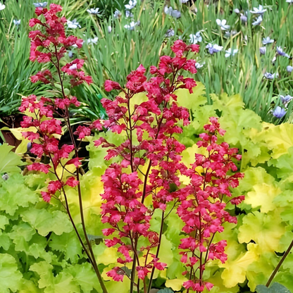 Paris Heuchera