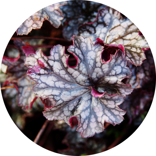 Coral Bells "Purple Leaves"