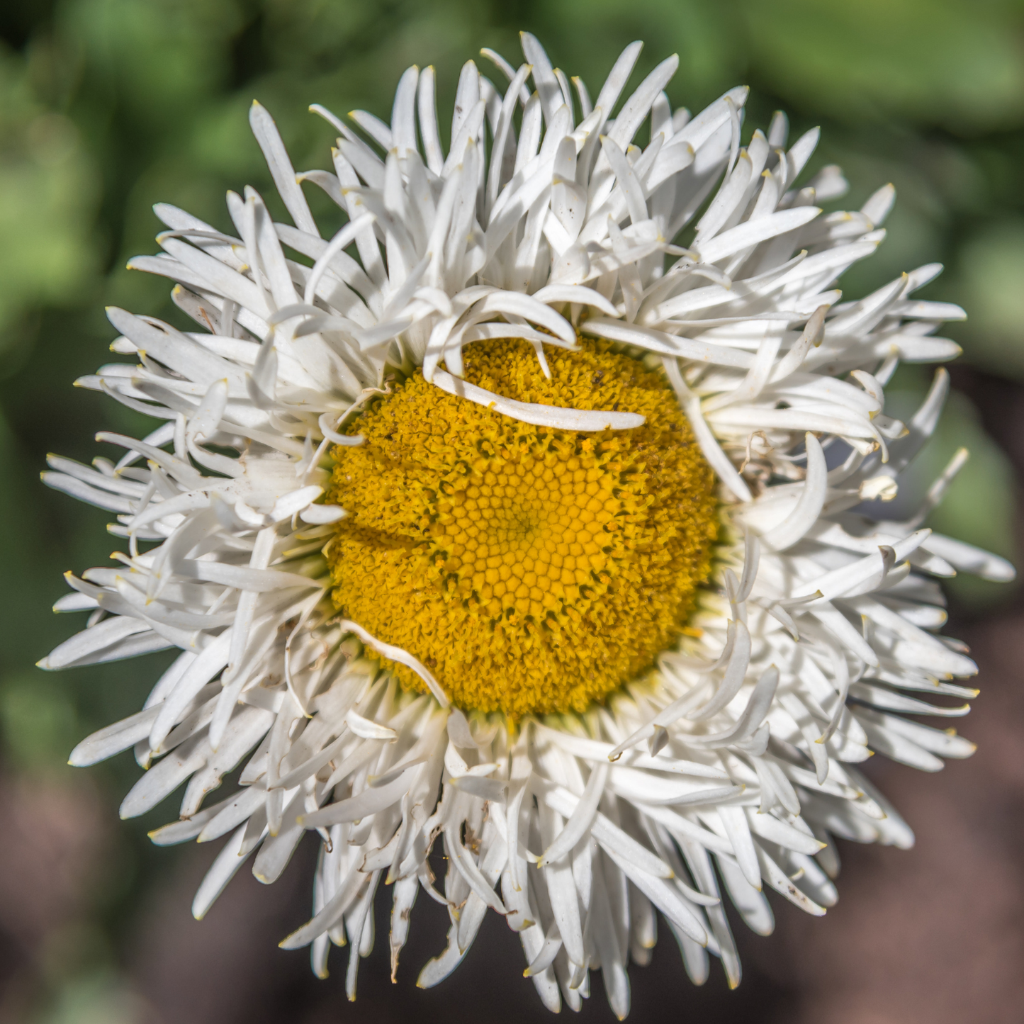 Crazy Daisy Shasta Daisy