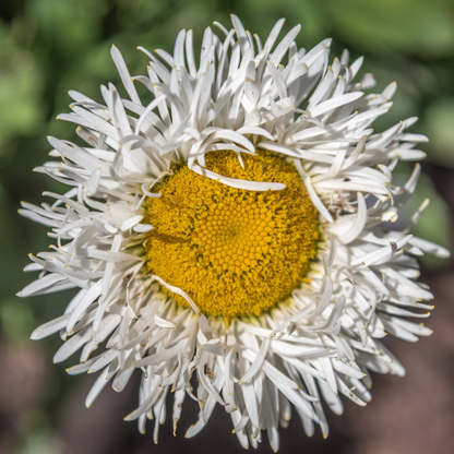 Crazy Daisy Shasta Daisy