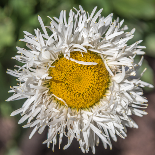 Crazy Daisy Shasta Daisy
