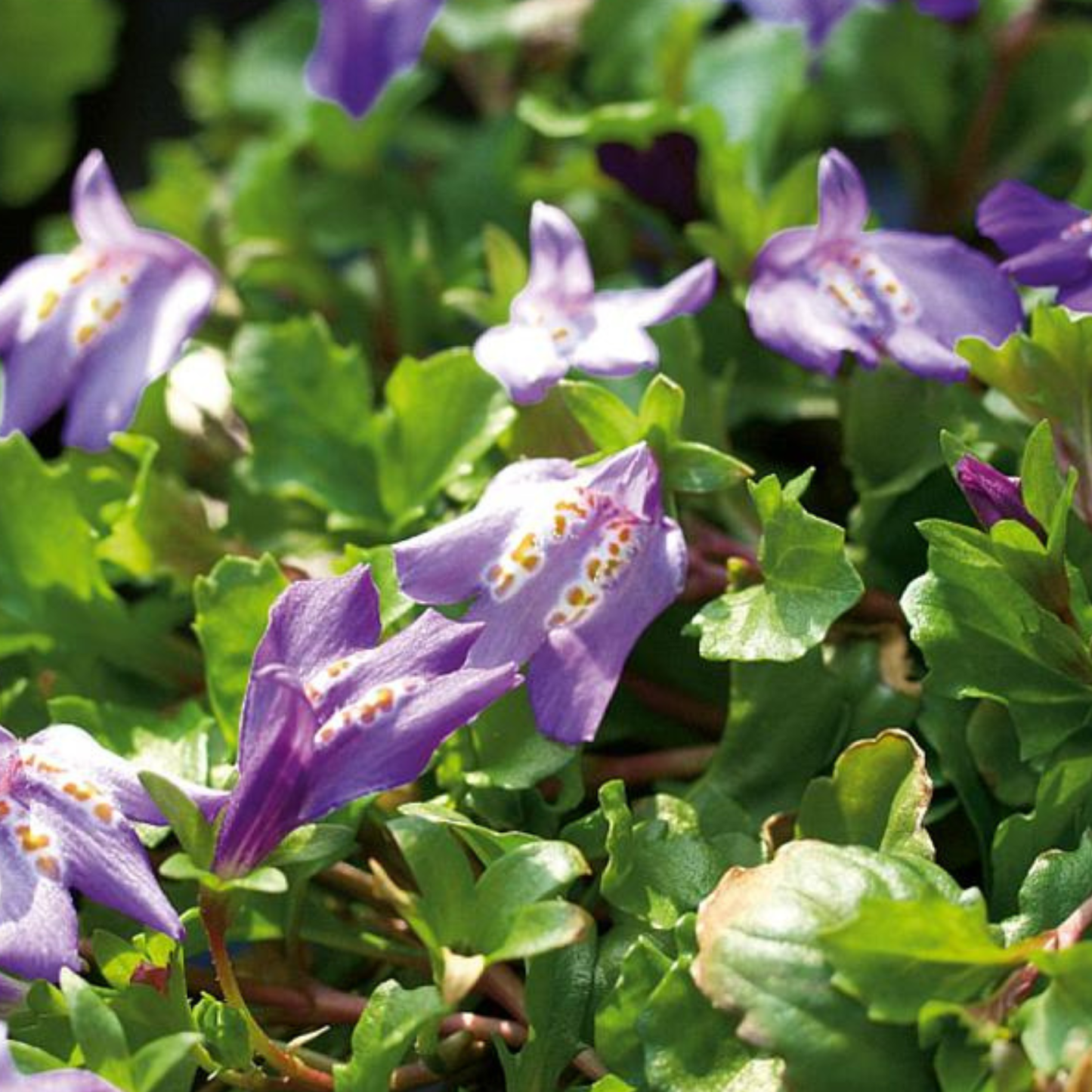 Creeping Mazus