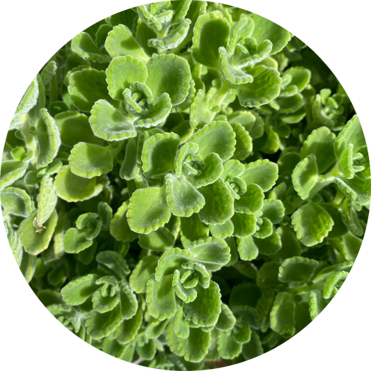 Cuban Oregano (4")