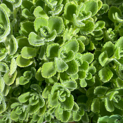Cuban Oregano