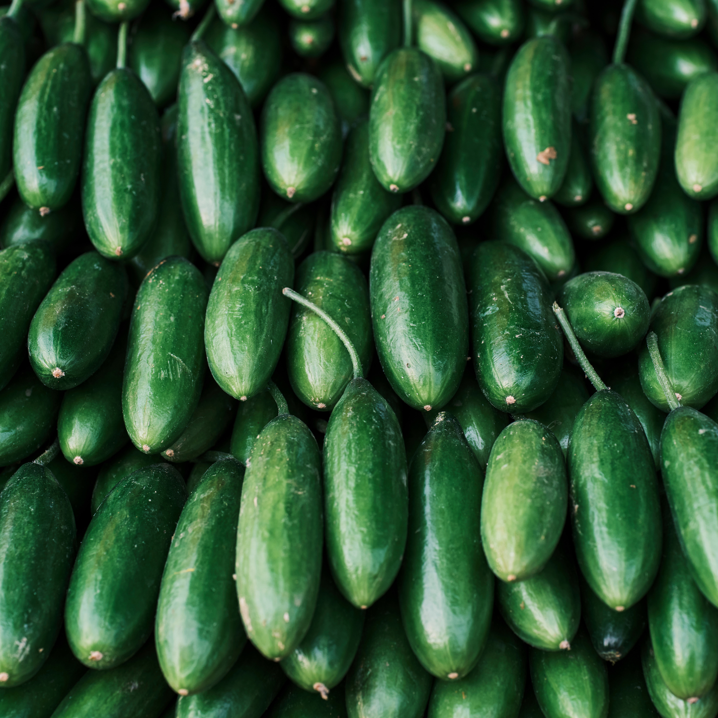 Tendergreen Burpless Cucumbers