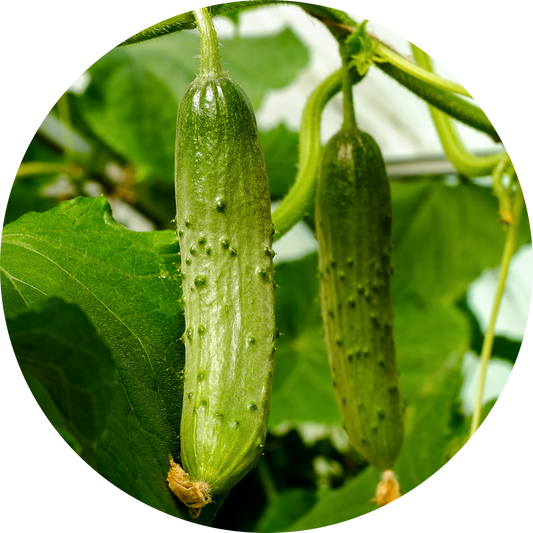 Wisconson Pickling Cucumbers