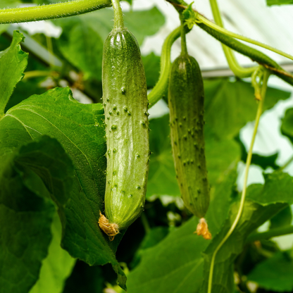 Wisconson Pickling Cucumbers