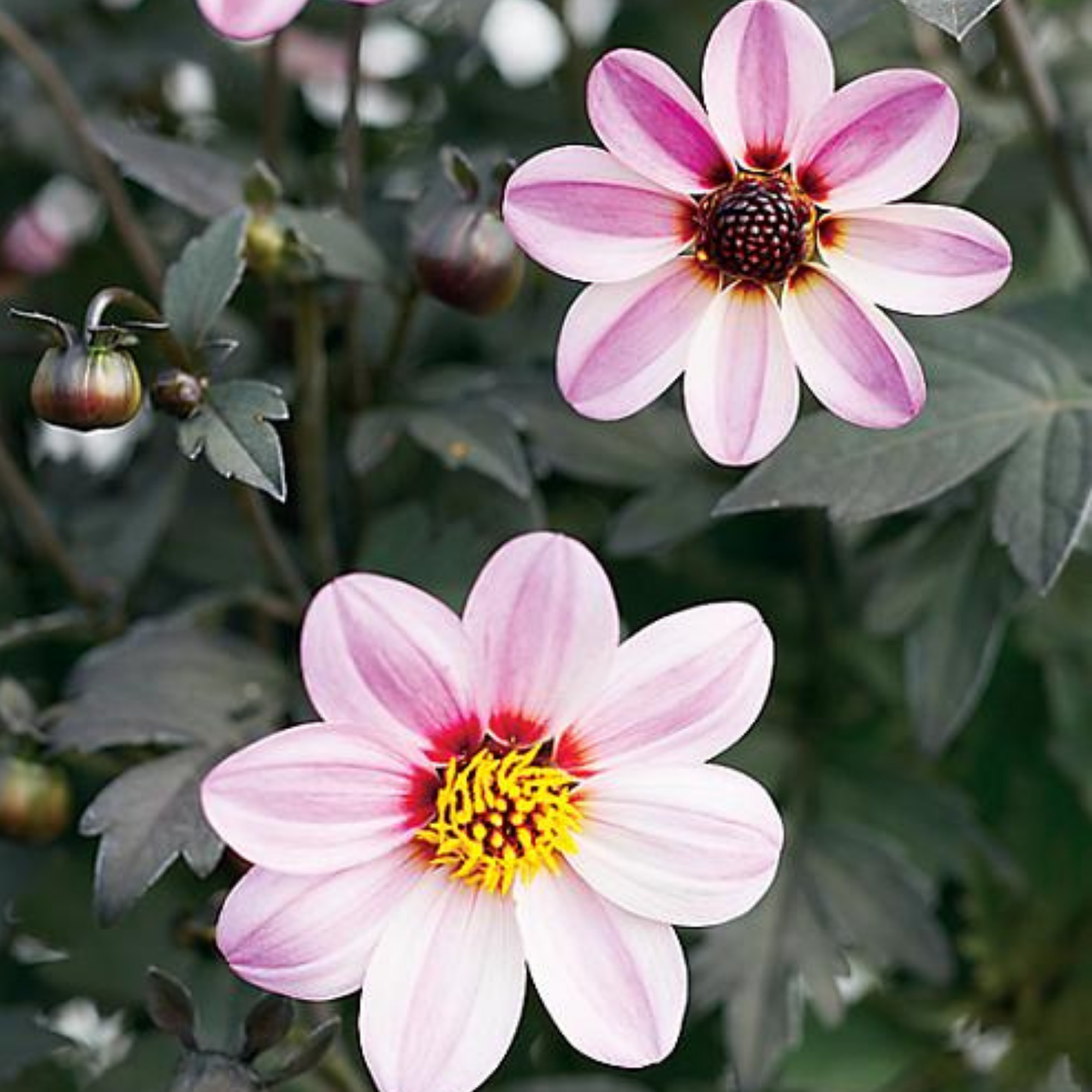 Mystic Dreamer Dahlia