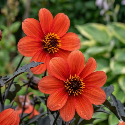 Mystic Enchantment Dahlia