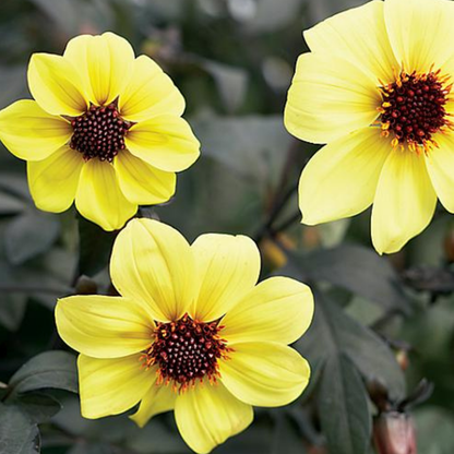 Mystic Illusion Dahlia
