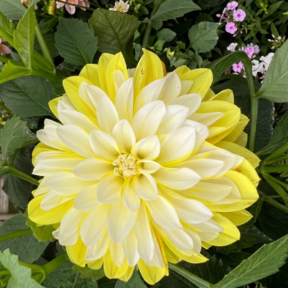 Lemon Cherie Dahlia