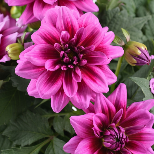 Vintage Rose Darlin' Dahlia