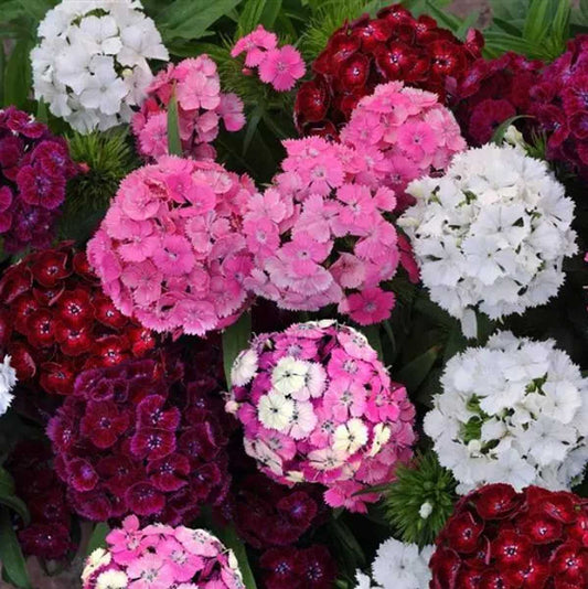 Dash Mixture Dianthus