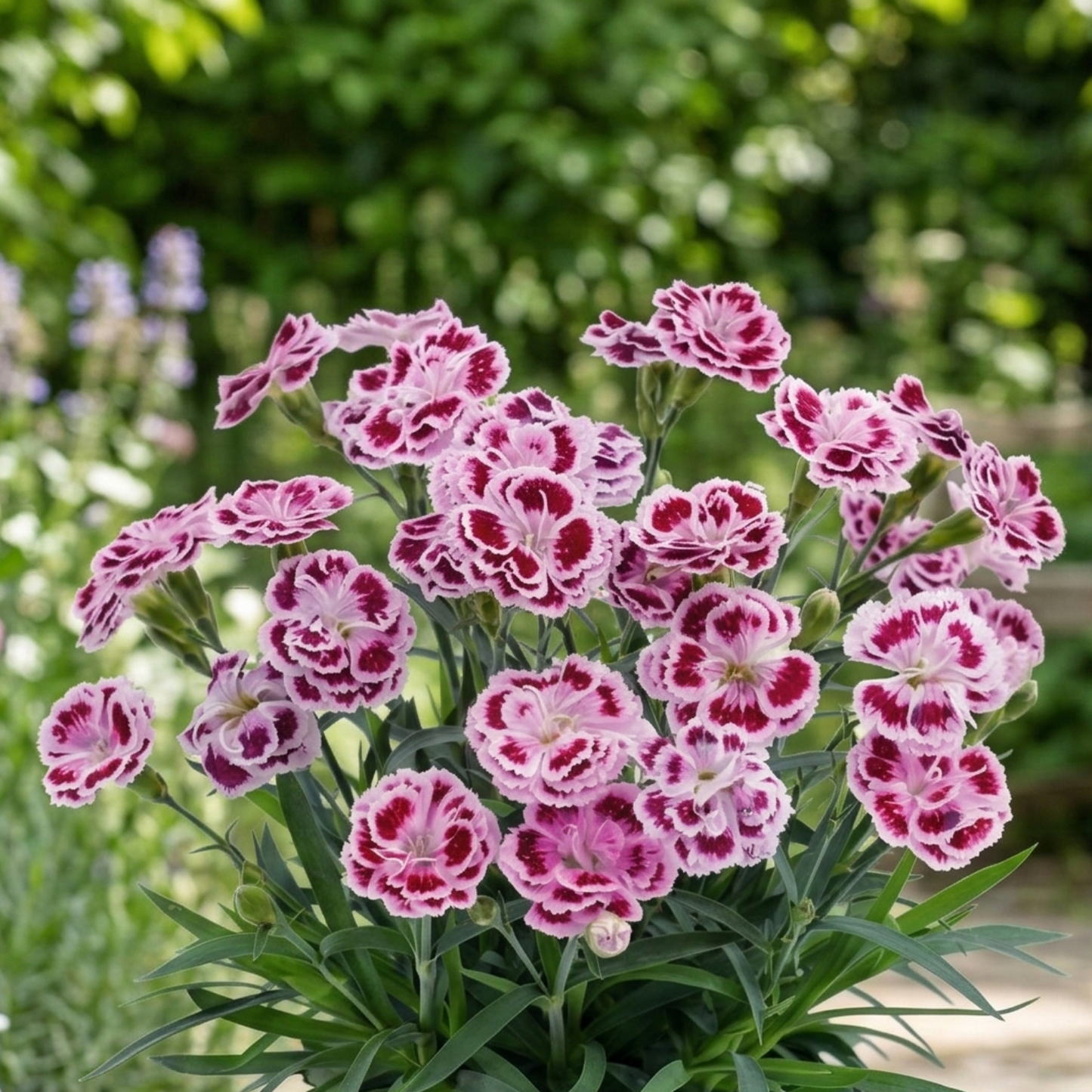 Delilah Bicolor Purple Dianthus