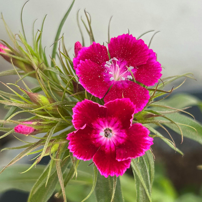 Delilah Magenta Dianthus