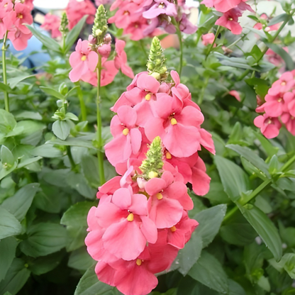 Dark Pink Towers of Flowers Diascia